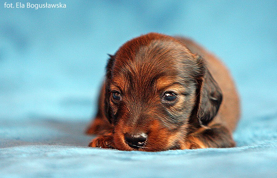 jamnik dlugowlosy Iman 2