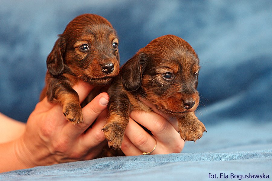 jamnik dlugowlosy Iman i Imbir