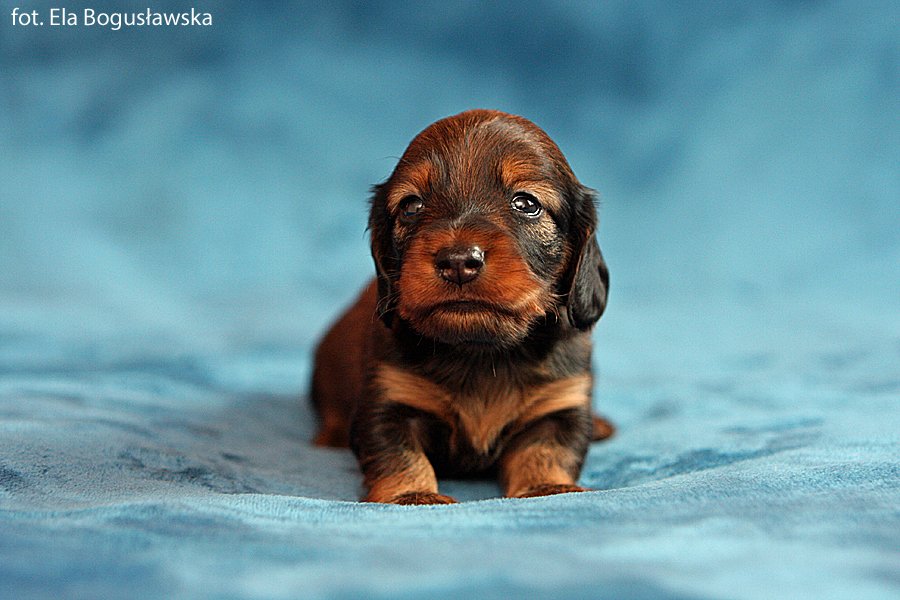 jamnik dlugowlosy Imbir