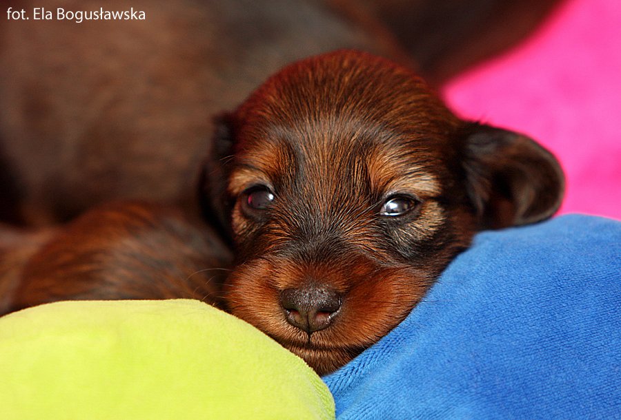 jamnik dlugowlosy Imbir 2