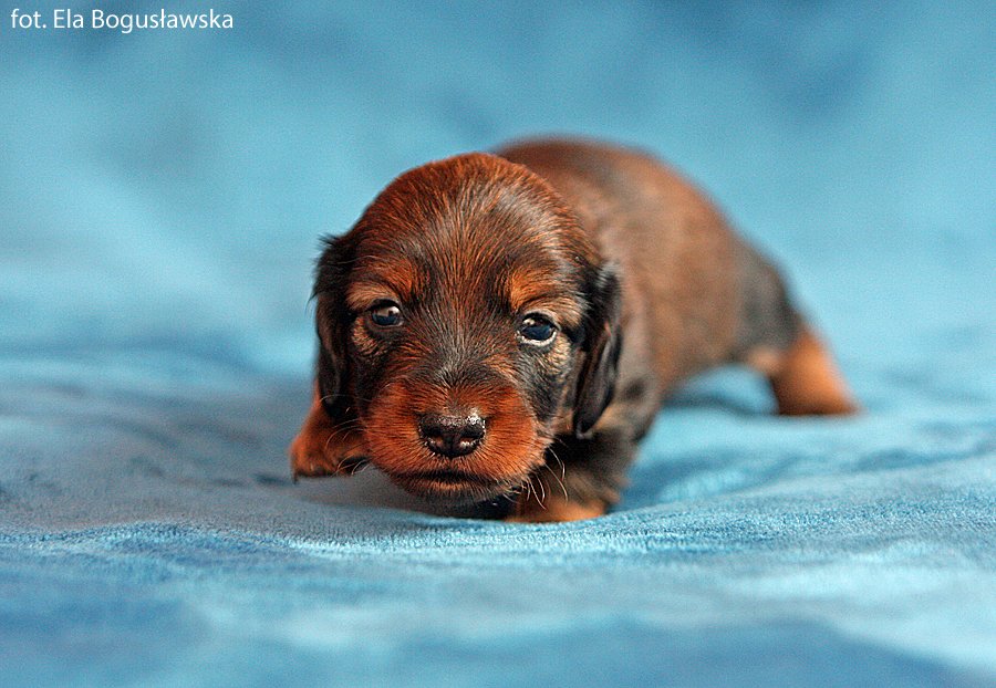 jamnik dlugowlosy Imbir 3