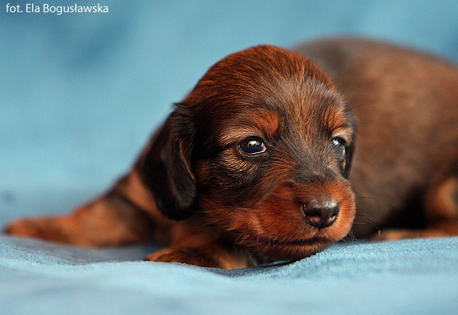 jamnik dlugowlosy Imbir 4