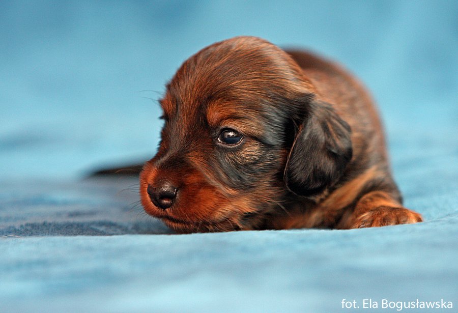 jamnik dlugowlosy Imbir 5