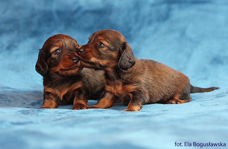 jamniki dlugowlose Imbir i Iman