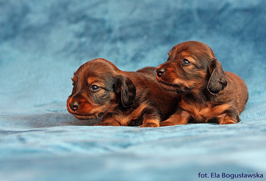 jamniki dlugowlose Imbir i Iman 2