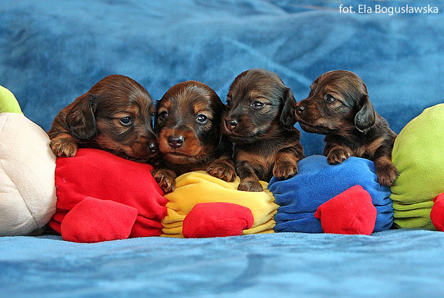 jamniki dlugowlose czwórka na zabawce 3okm