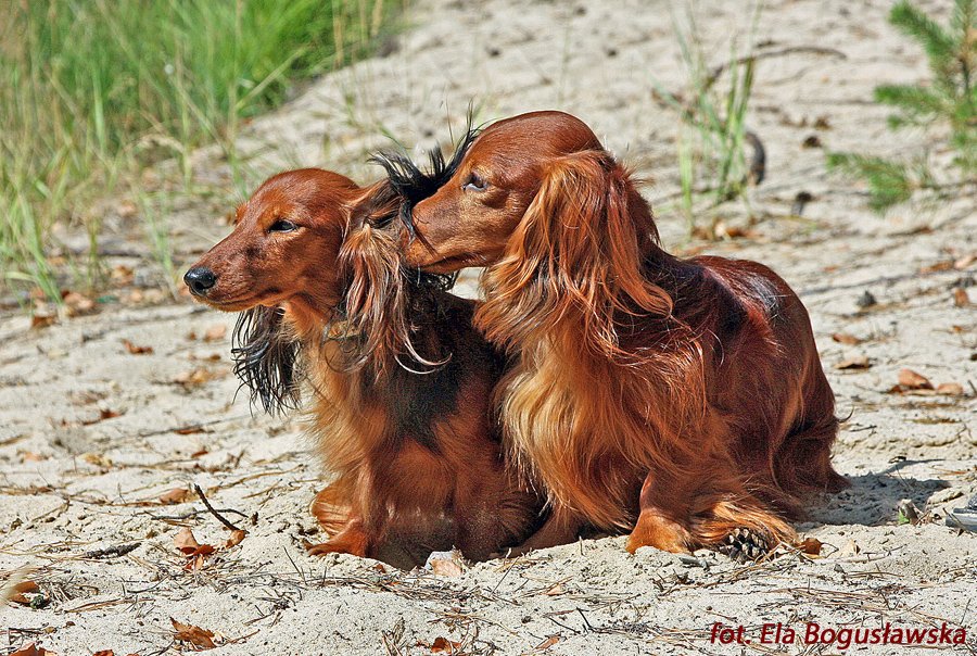 jamniki długowłose królicze Bohunka i Basimek p małe