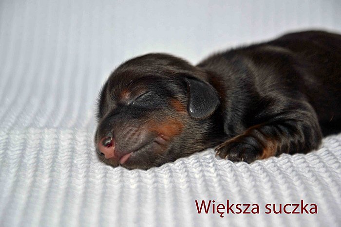 Wi ksza suczka mp 3