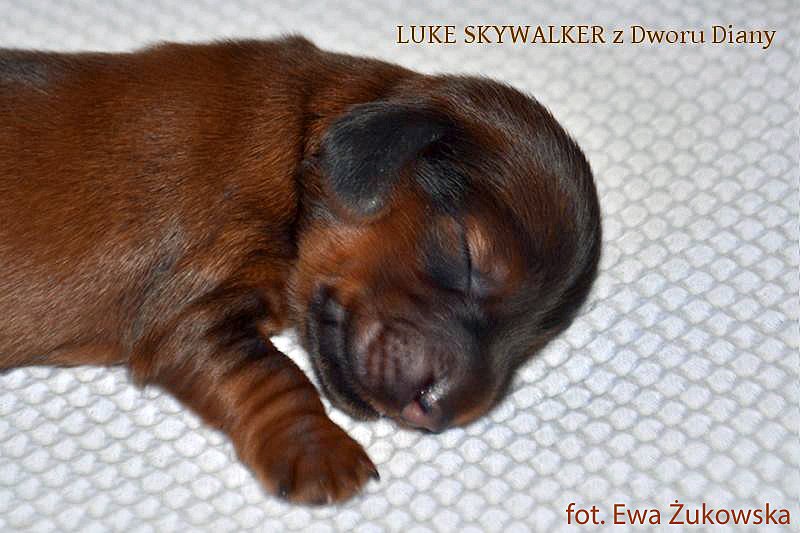 jamnik dlugowlosy Luke Skywalker 2 mp