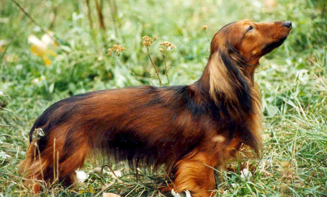 Bennie della Canterana 1994 