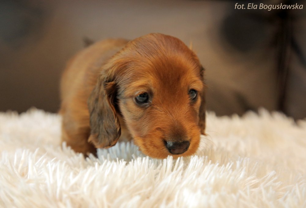 Charlie
