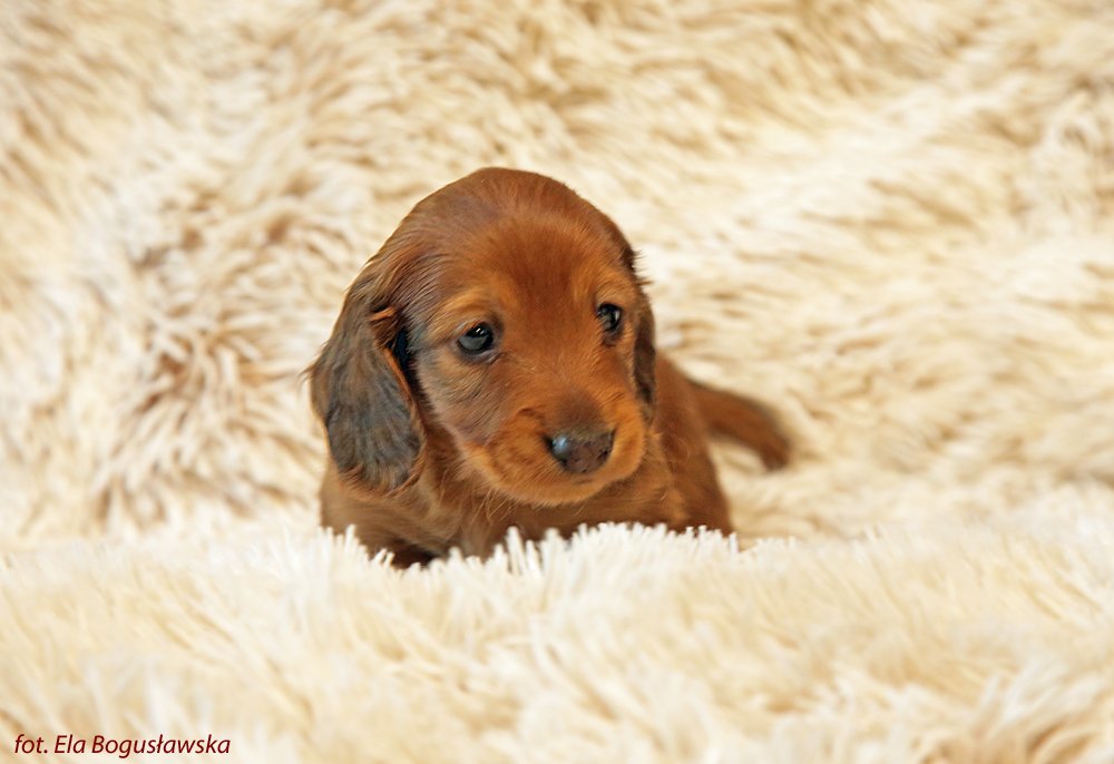 Charlie 4