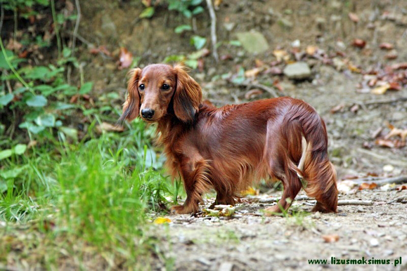 Basimu stoj cy 800x600 p