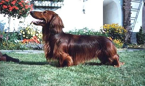 Saphir vom Aschenbach