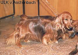 Ulk vom aschenbach 2 ok