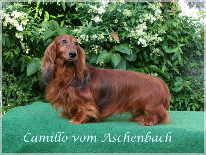Camillo vom Aschenbach