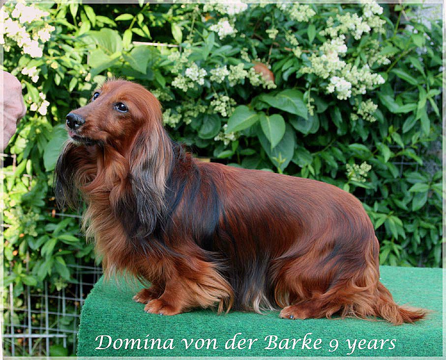 jamnik Domina von der Barke