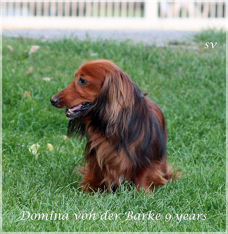 jamnik Domina von der Barke 2