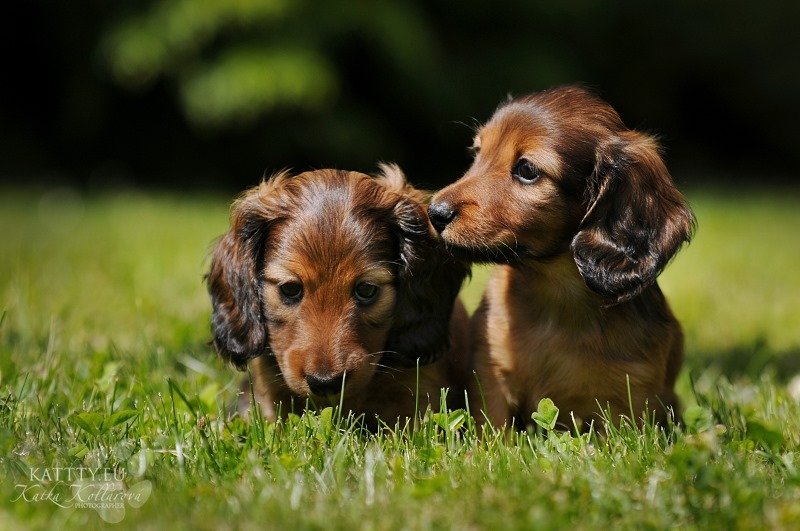 Oliver i Oscar