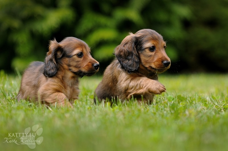 Oscar i Oliver