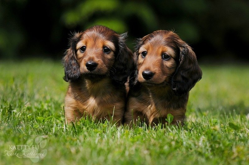 Oscar i Oliver 2