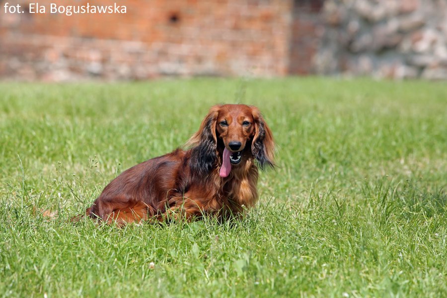 jamnik dlugowlosy Szaman pm