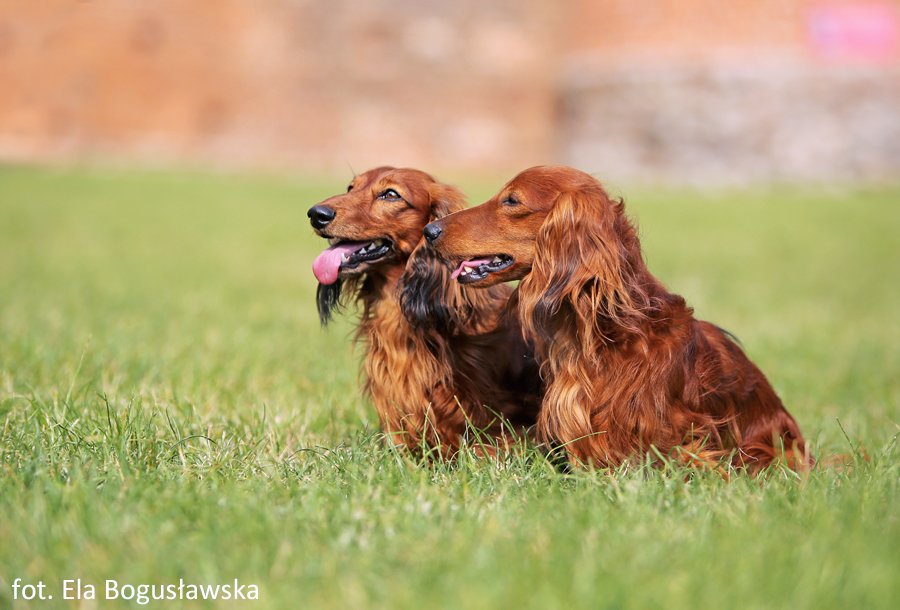 jamniki dlugowlose Basim i Szaman 2 pm 