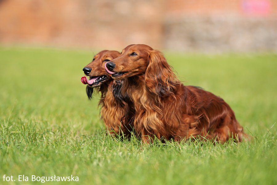 jamniki dlugowlose Basim i Szaman pm