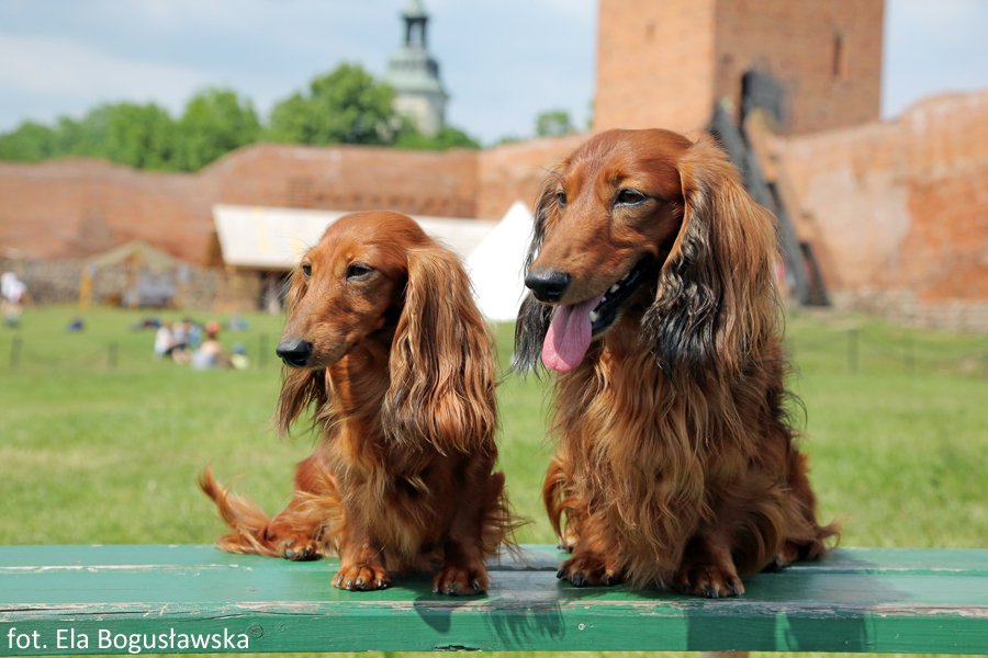jamniki dlugowlose Szania i Szaman 2 pm