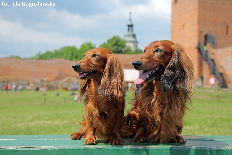 jamniki dlugowlose Szania i Szaman pm