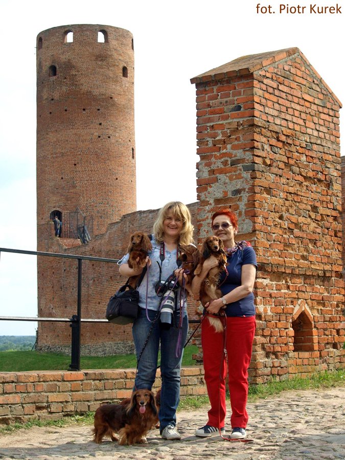 jamniki dlugowlose w Czersku