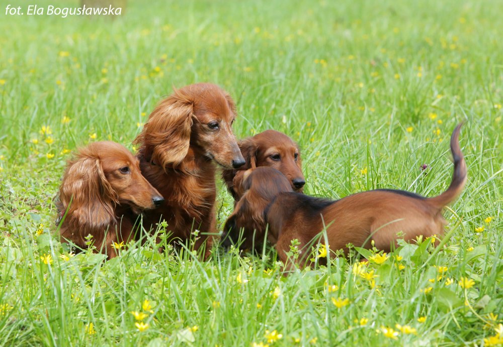 jamniki długowłose Szania Aja i Marusia 3 iElsu okpm