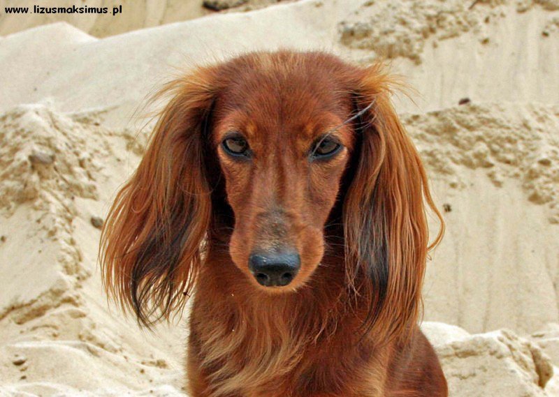 Aja na wydmach 2 ok 2 800x600 z podpisem