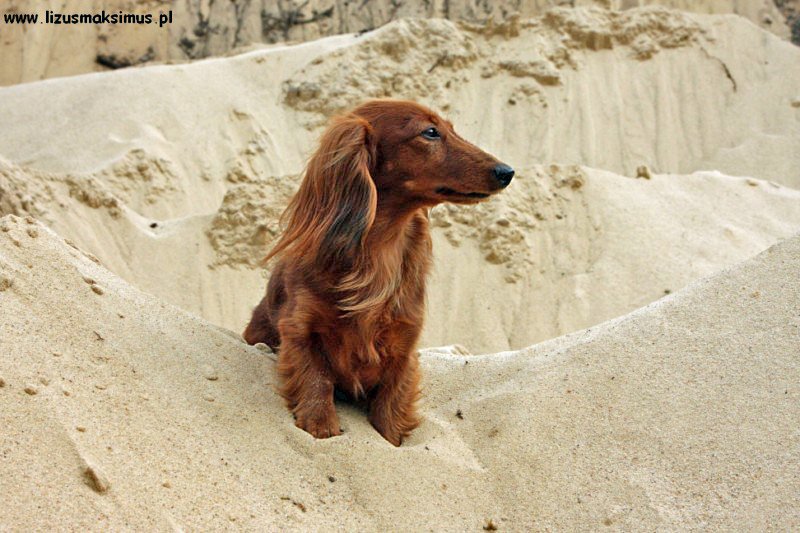 Aja na wydmach 6 ok 800x600 z podpisem