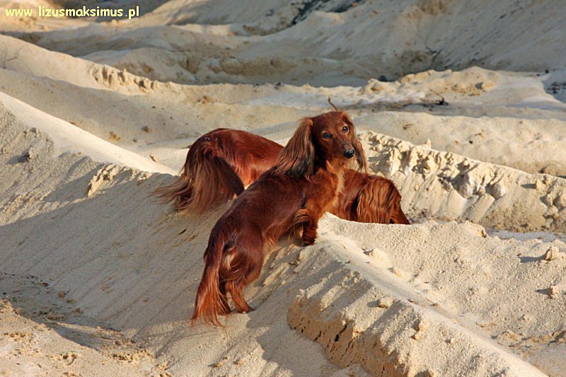 Ajeczka na wydmie z Alchim ok 800x600 z podpisem