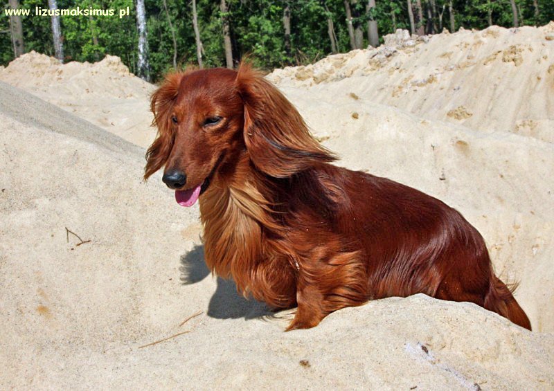 Alchi u miechni ty na wydmach 2 ok 800x600 z podpisem