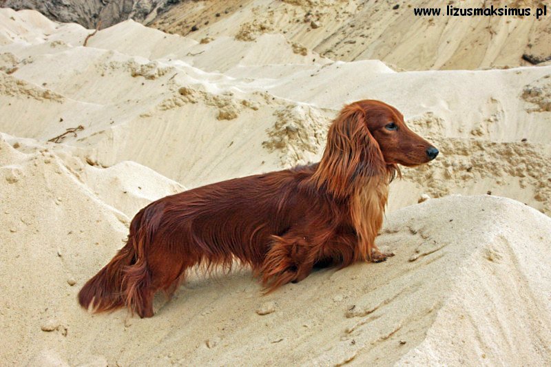 Alchi w postawie na wydmach 2 ok 800x600 z podpisem