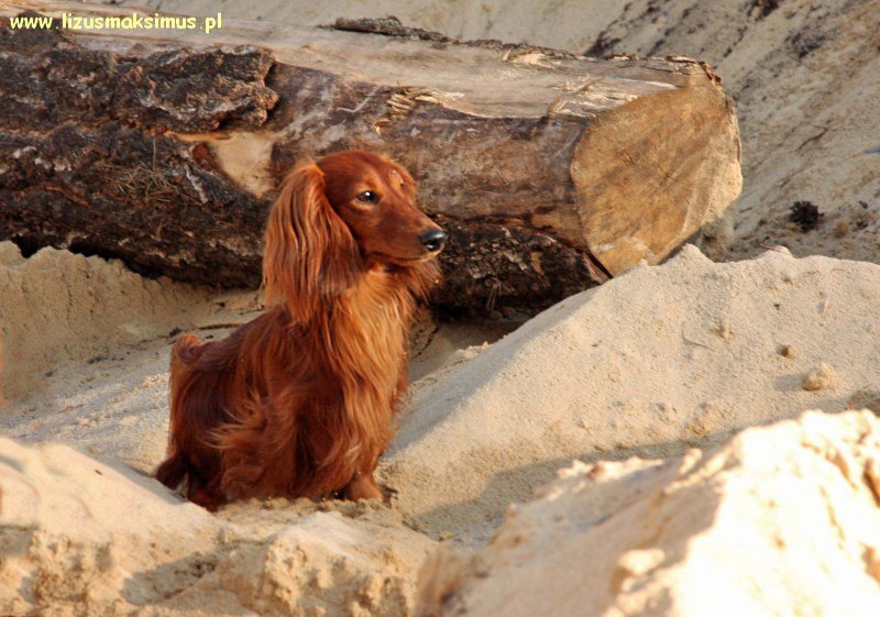 Alchi z pie kiem na wydmie ok 800x600 z podpisem