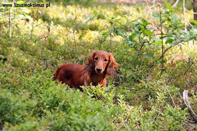 Basim w jagodach ok 800x600 z podpisem
