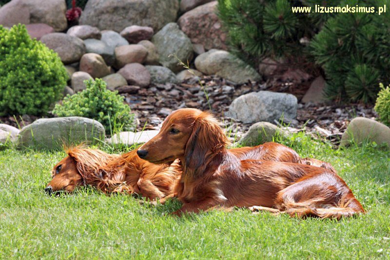 Basim z Alchim 3 ok 800x600 z podpisem