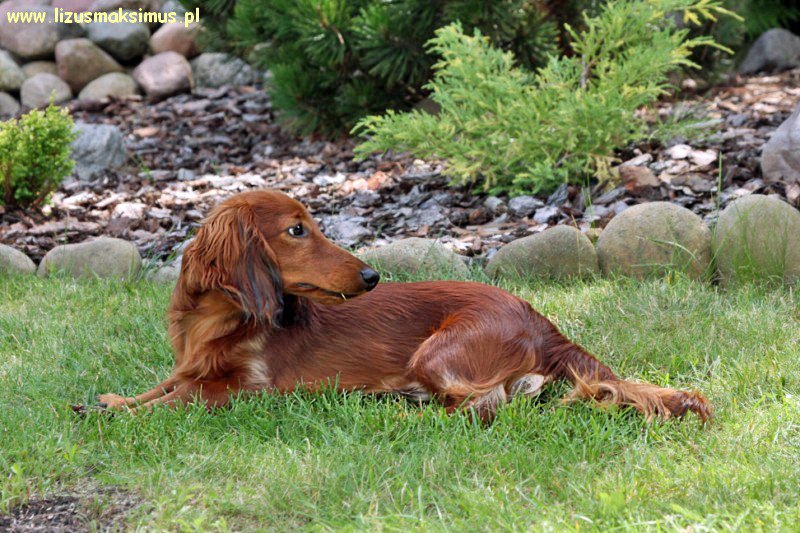 Basimek le cy ok 800x600 z podpisem