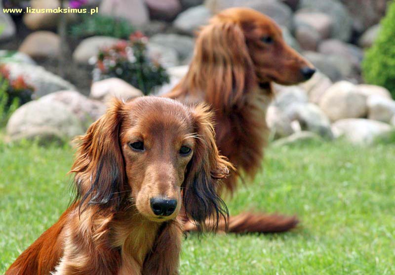 Basimu ok 800x600 z podpisem