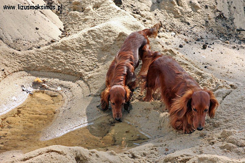 Ch opcy przy wodopoju 4 ok 800x600 z podpisem