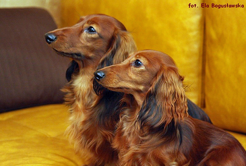 Szaman i Szania 6 ok p 800x600 