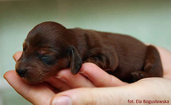 jamnik dlugowlosy Alchi Lizus Maksimus 4 dni