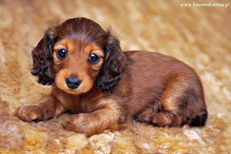 Basanti na dywanie 3 ok 800x600 z podpisem