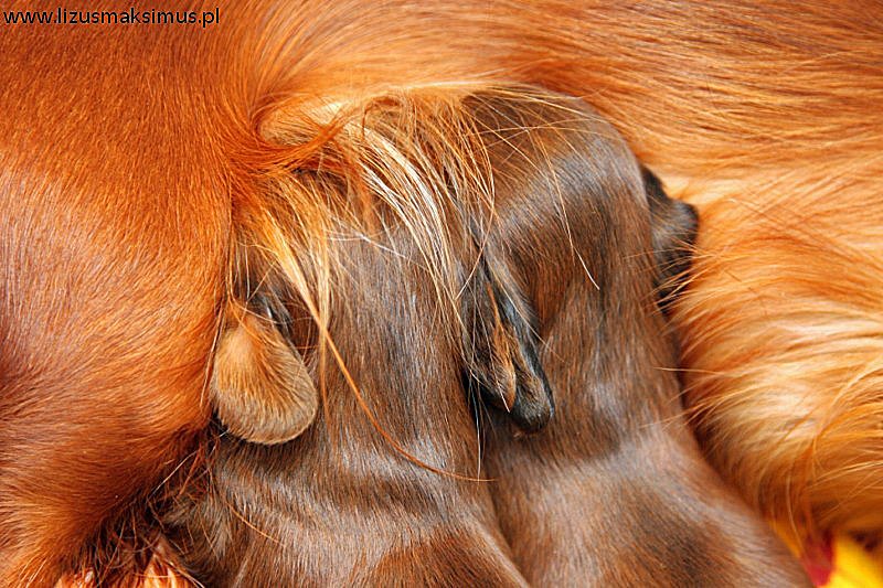 jadmniki dlugowlose Dw jka ss ca ok 800x600 podpisem