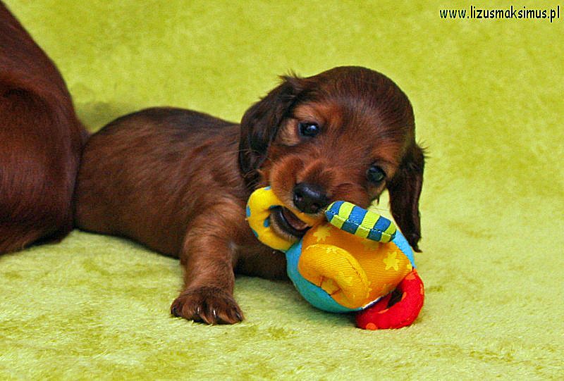 jamni dlugowlosy Basim z zabawk ok 800x600 z podpisem