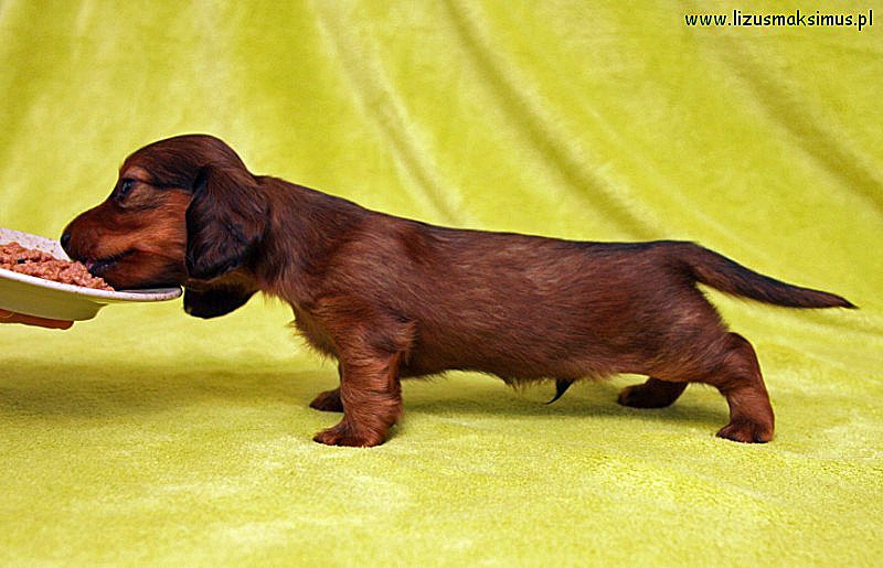 jamnik dlugowlosy Basim w postawie 2 ok 800x600 z podpisem