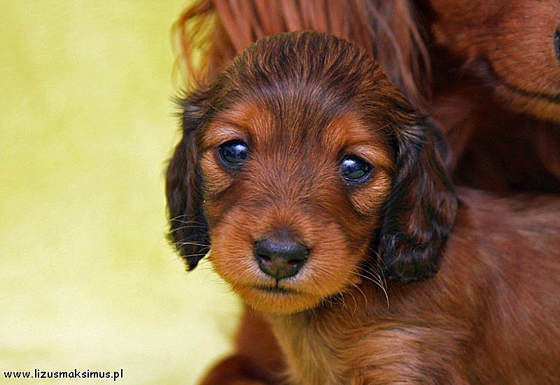 jamnik dlugowlosy kroliczy Basanti 6 ok 800x600 z podpisem